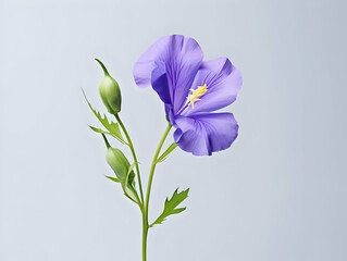 Butterfly pea flower in studio background, single butterfly pea flower, Beautiful flower, ai generated image