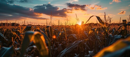 Poster - Stunning sunrise above the corn field.