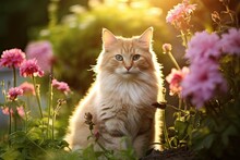 Ginger Kitty. Summer. A Cat Among The Grass In The Country. Farm Cute Red Cat On Nature