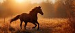 Gorgeous brown horse galloping at sunset in the paddock.