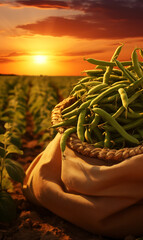 Poster - Gathered edamame in sacks in a field at sunset