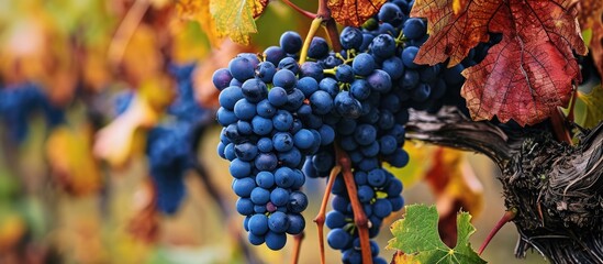 Sticker - Blue grapes grown on vines