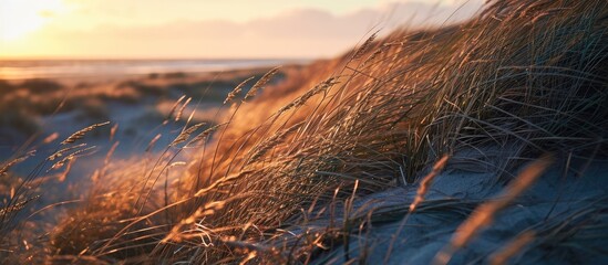 Poster - Blurry beach grass, reeds, and stalks sway in the wind at sunset, with a hazy sea in the background - Jurmalciems, Baltic Sea.