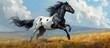 Gorgeous overo stallion galloping in summer field.