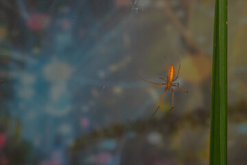 spiders