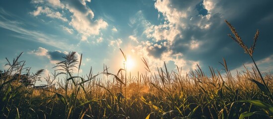 Wall Mural - Beautiful sky with sun above corn field, viewed from a low angle.