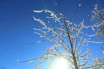 Tree branches with snow and ice against a bright blue sky on a frosty sunny winter day. Beautiful natural background, nature pattern and cold season.