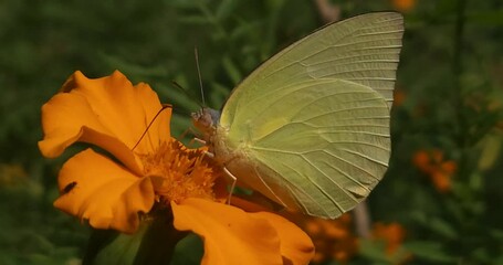 Wall Mural - Catopsilia pyranthe Butterfly Feeding On Flower