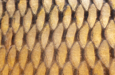 Canvas Print - Scales on a fish as an abstract background. Texture