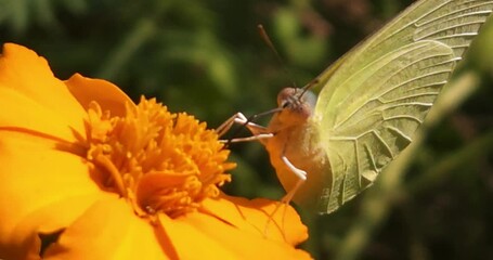 Wall Mural - Catopsilia pyranthe Butterfly Feeding On Flower