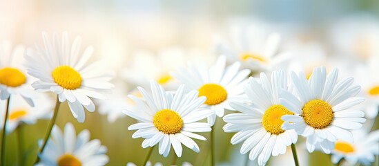 Close-up macro shot of shallow depth of field on daisy flowers.