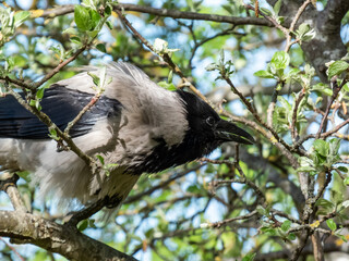Beautiful close-up shot of the hooded crow (Corvus cornix) sitting on a tree branch among green leaves with blue sky in the bacground