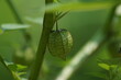 © Segoro Adem - A close-up view of groundcherries, edible wild fruit on tree in the garden. Groundcherries, also known as ciplukan, Physalis peruviana, and Inca berry