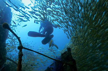 Wall Mural - Underwater photo of scuba divers at a wreck surrounded by school of fish - Yellow Bigeyed Snapper fish.