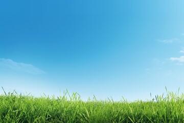 green grass and blue sky