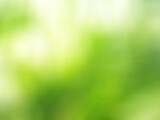 Fototapeta Tulipany - Closeup green leaves blured texture background