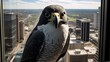 A peregrine falcon perched on a skyscraper ledge in a bustling city