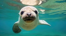 A Sleek Seal Gracefully Gliding Through Crystal-clear Waters