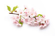 © pavkis - Branch of blooming cherry tree, sakura, isolated on white background