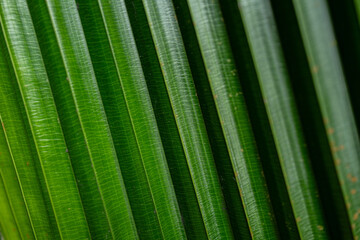 Wall Mural - Close up of the palm leaf