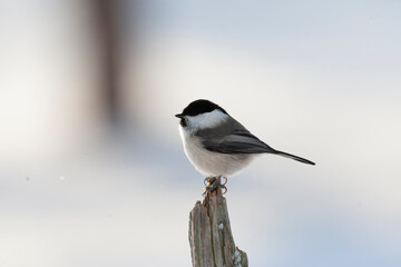 Wall Mural - willow tit, poecile montanus borealis