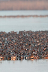 Wall Mural - eurasian wigeon, anas penelope