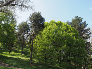 Poster - natural scene with trees background