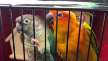 Beautiful Parrot, Sun Conure Parrot Birds And Green Cheek Conure.