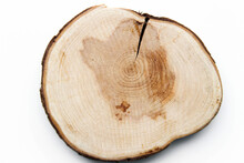 Tree Cut Samples Are Isolated On A White Background. Cross Section Of Tree Trunk Showing Growth Rings On White Background. Round Wooden Planks Stacked On Top Of Each Other