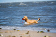 dog playing on the beach with toy