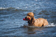 dog playing in water with toy