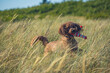 golden doodle with toy in high grass