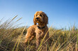 dog in the grass at beach
