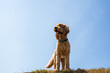 closeup panorama panorama shot of golden doodle dog