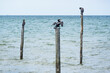 black birds sitting on sticks in the sea