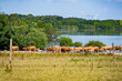 herd of cows in the field
