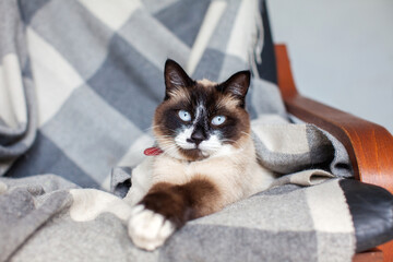 Canvas Print - Cat lying on warm blanket indoor