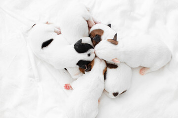 Wall Mural - Group of Newborn Puppies lying on blanket