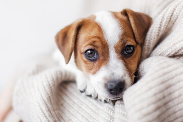 Wall Mural - Owner holds cut Puppy dog