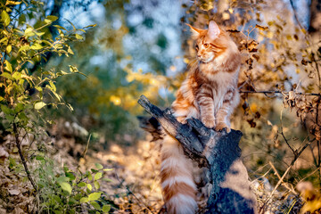 Wall Mural - A big maine coon kitten sitting on a tree in a forest in summer.