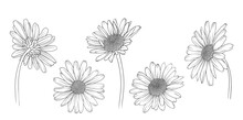 Chamomile Chrysanthemum And Daisy Back View In Monochrome Vector Style, Vector Illustration For Coloring Book