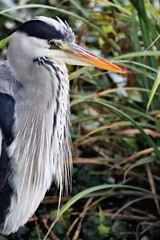 Canvas Print - Heron