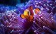 Underwater close-up of a colorful clownfish nestled among the tentacles of a sea anemone.	