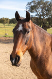 Fototapeta Konie - Portrait of a nice brown horse on a livestock farm.