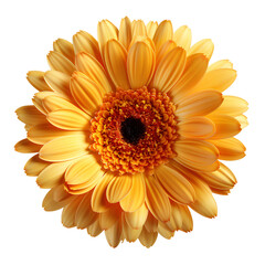 Wall Mural - yellow gerber daisy. Calendula flower png. Calendula flower isolated. Orange flower png. Calendula top view. Calendula flat lay. Colourful flower png