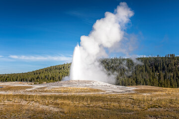 Wall Mural - The famous geyser Old Faithful in the Yellowstone National Park