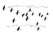 Flying birds. Vector images. White background. Glossy Ibis.