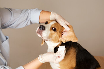 Wall Mural - Vet doctor cleans the beagle dog's ears with a napkin. Pet care. 