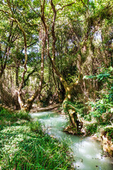 Wall Mural - Small river in the evergreen forest. Crystal clear water, rocks, moss, plants