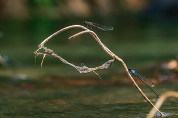 Wall Mural - blue damselfly Pseudagrion pruinosum and yellow damselfly or dakocan libellago lineata together on a dried leaf, over riverside with natural bokeh background